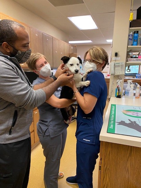 staff helping a dog