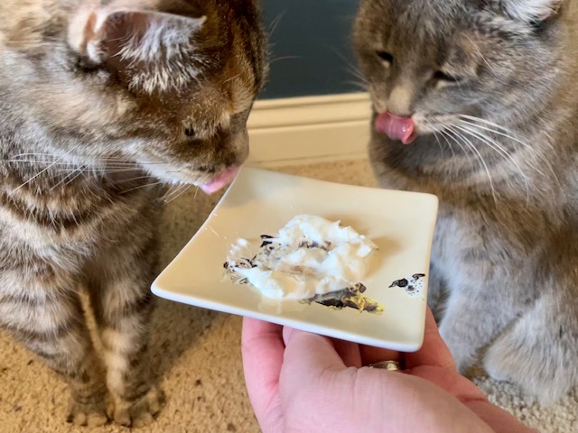 cats getting reward